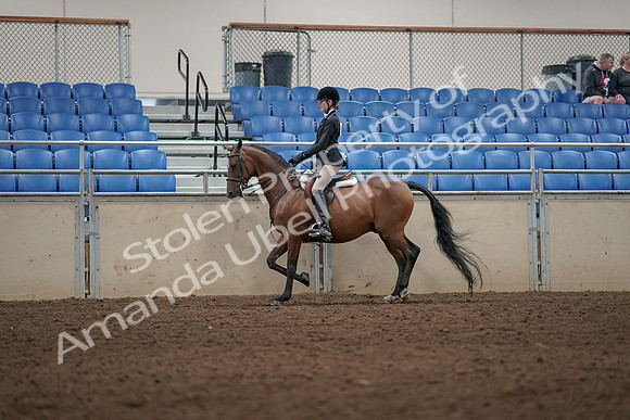2019 Morgan Horse Show - Aug 31, 2019 - 04965