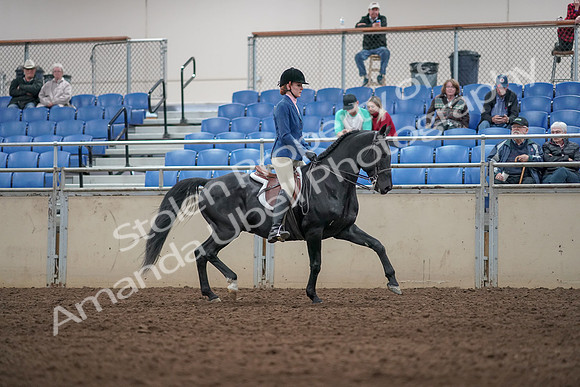 2019 Morgan Horse Show - Aug 31, 2019 - 07397