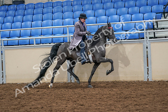 2020 - AB Morgan Horse - Sat, Sept 05 - 13984