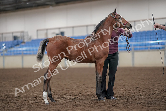 2019 Morgan Horse Show - Aug 31, 2019 - 00449