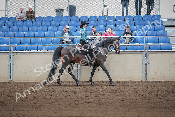 2019 Morgan Horse Show - Sept 01, 2019 - 07124