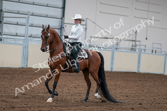 2020 - AB Morgan Horse - Fri, Sept 04 - 03576