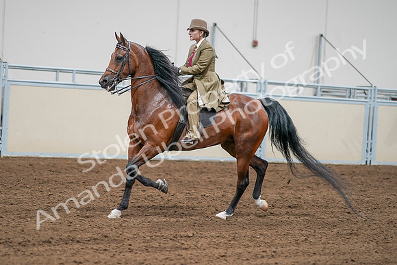 2020 - AB Morgan Horse - Sat, Sept 05 - 07996