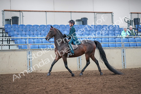 2019 Morgan Horse Show - Aug 30, 2019 - 17846
