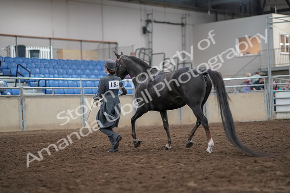 2019 Morgan Horse Show - Aug 31, 2019 - 01966