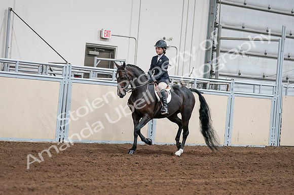 2020 - AB Morgan Horse - Fri, Sept 04 - 02006