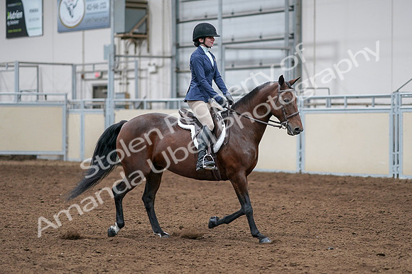 2020 - AB Morgan Horse - Fri, Sept 04 - 05970