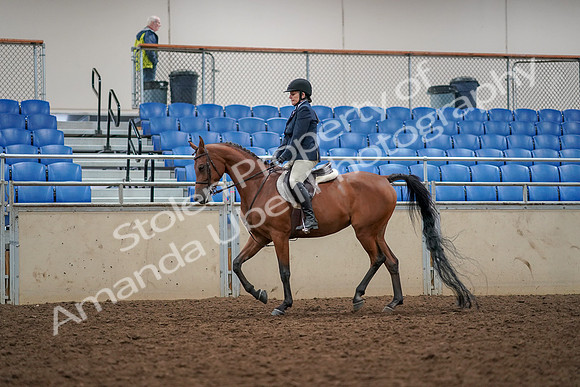 2019 Morgan Horse Show - Aug 30, 2019 - 22264