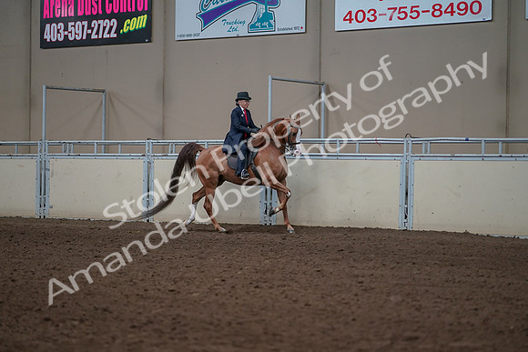 2019 Morgan Horse Show - Sept 01, 2019 - 11993