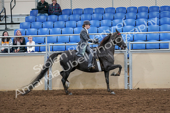 2020 - AB Morgan Horse - Sat, Sept 05 - 13963