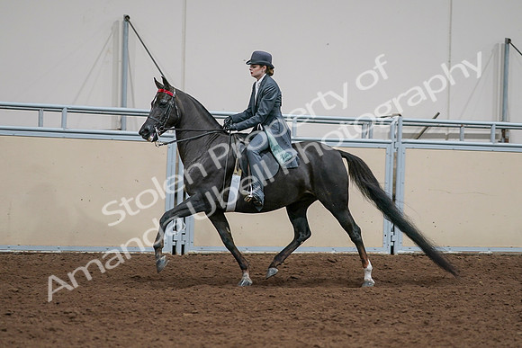 2020 - AB Morgan Horse - Sat, Sept 05 - 13648