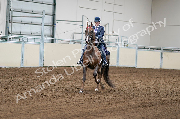 2020 - AB Morgan Horse - Fri, Sept 04 - 08165