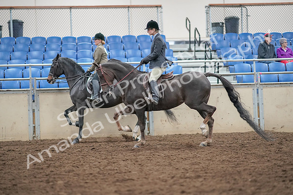 2019 Morgan Horse Show - Aug 30, 2019 - 20073