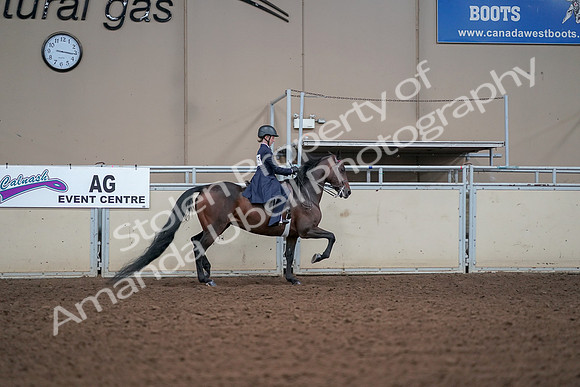 2019 Morgan Horse Show - Aug 30, 2019 - 17968