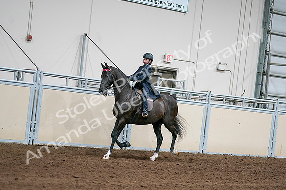 2020 - AB Morgan Horse - Fri, Sept 04 - 03001