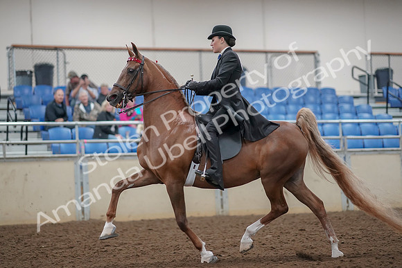 2019 Morgan Horse Show - Aug 30, 2019 - 24990