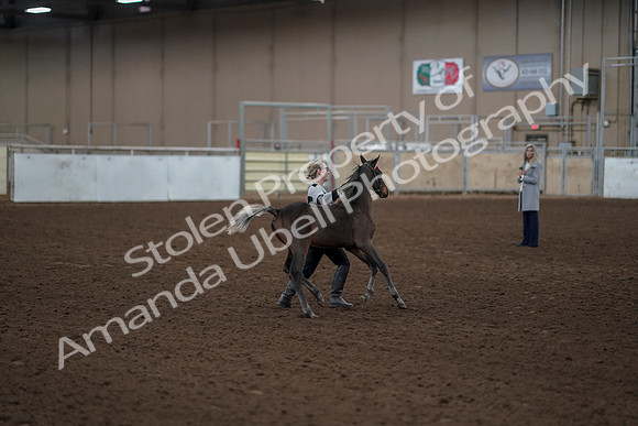 2019 Morgan Horse Show - Aug 31, 2019 - 00205