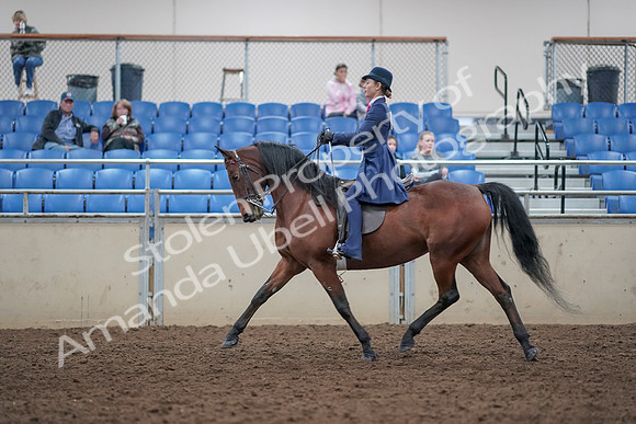 2019 Morgan Horse Show - Aug 31, 2019 - 09384