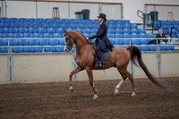 2019 Morgan Horse Show - Sept 01, 2019 - 11885