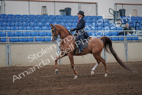 2019 Morgan Horse Show - Sept 01, 2019 - 11885