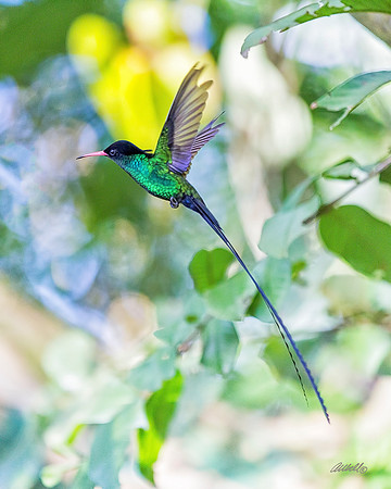 Jamaica - 081