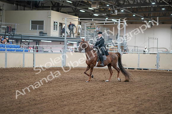 2020 - AB Morgan Horse - Fri, Sept 04 - 07905