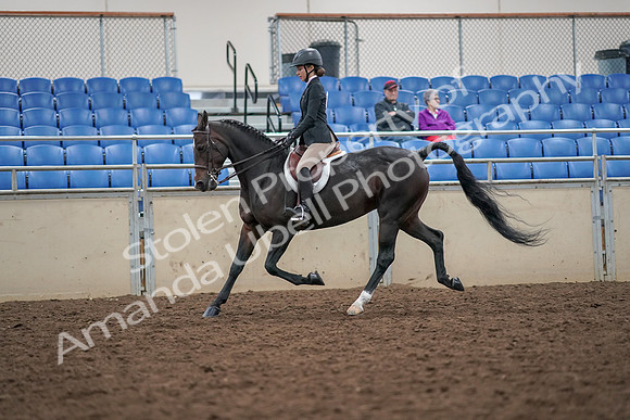 2019 Morgan Horse Show - Aug 30, 2019 - 20395