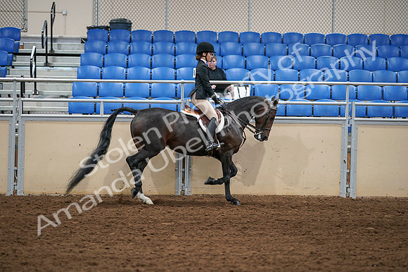 2020 - AB Morgan Horse - Fri, Sept 04 - 02162