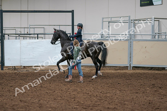 2020 - AB Morgan Horse - Fri, Sept 04 - 03273