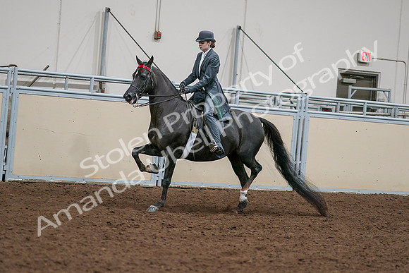 2020 - AB Morgan Horse - Sat, Sept 05 - 13637