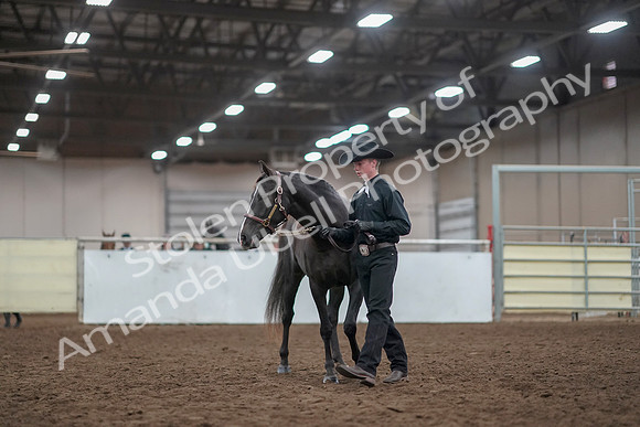 2019 Morgan Horse Show - Aug 31, 2019 - 02053