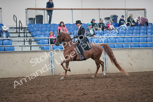 2019 Morgan Horse Show - Aug 31, 2019 - 12173