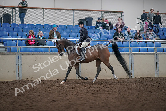 2019 Morgan Horse Show - Aug 31, 2019 - 15923