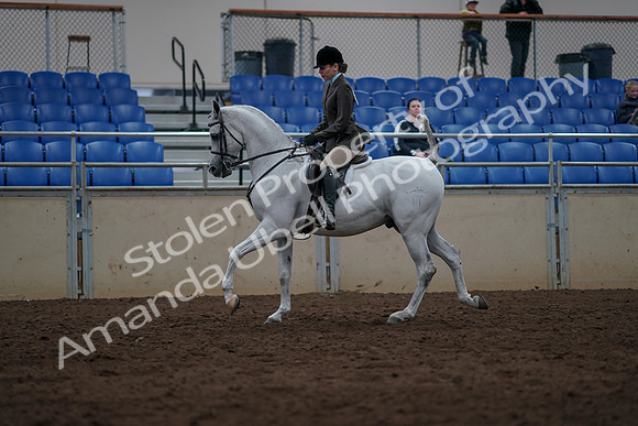 2019 Morgan Horse Show - Sept 01, 2019 - 08643
