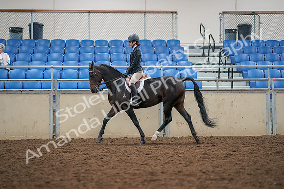 2019 Morgan Horse Show - Aug 30, 2019 - 23184