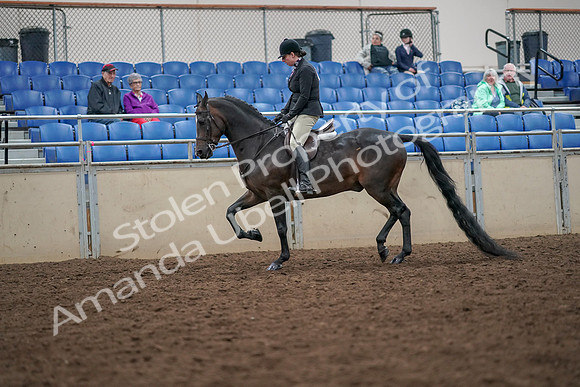 2019 Morgan Horse Show - Aug 30, 2019 - 19866