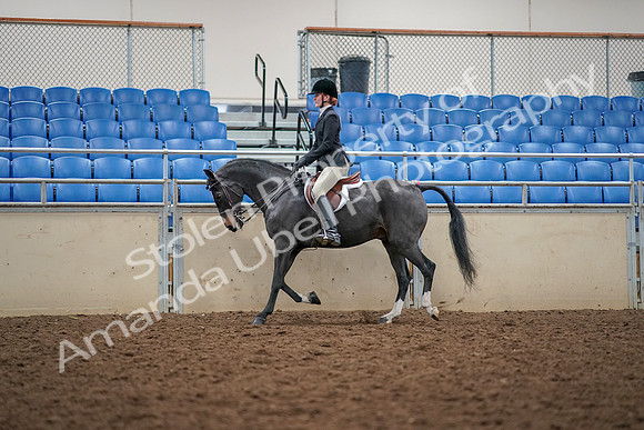 2019 Morgan Horse Show - Aug 30, 2019 - 23107