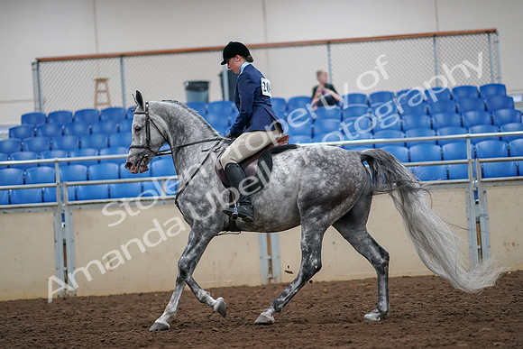 2019 Morgan Horse Show - Aug 30, 2019 - 16383