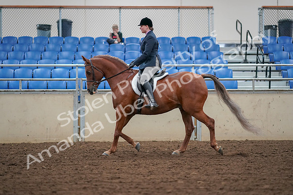 2019 Morgan Horse Show - Aug 30, 2019 - 16020