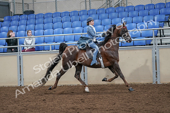 2020 - AB Morgan Horse - Fri, Sept 04 - 05195