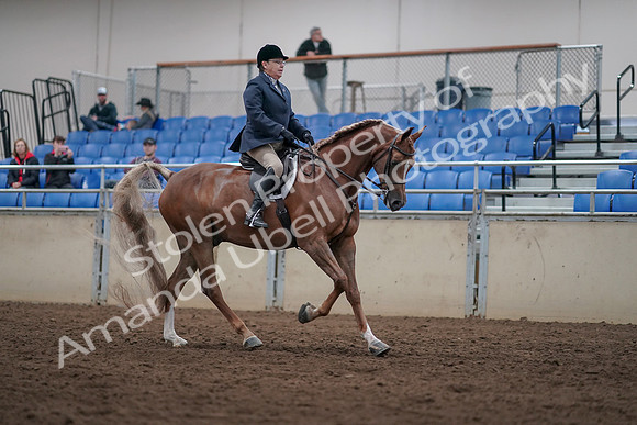2019 Morgan Horse Show - Sept 01, 2019 - 08851