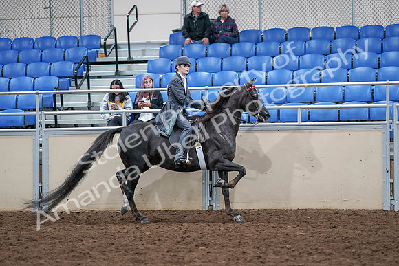 2020 - AB Morgan Horse - Sat, Sept 05 - 13928