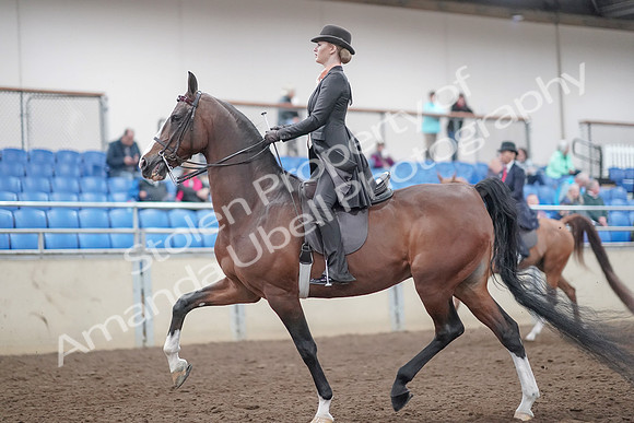 2019 Morgan Horse Show - Aug 31, 2019 - 08534