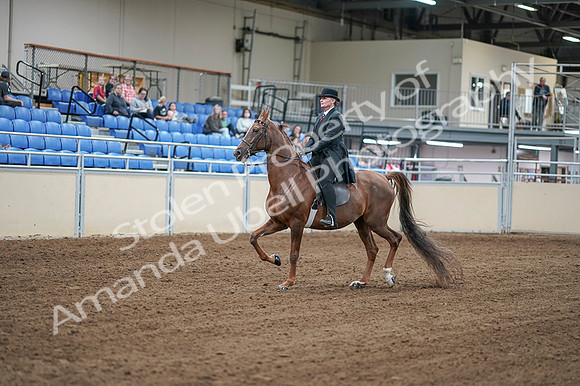 2020 - AB Morgan Horse - Fri, Sept 04 - 07913