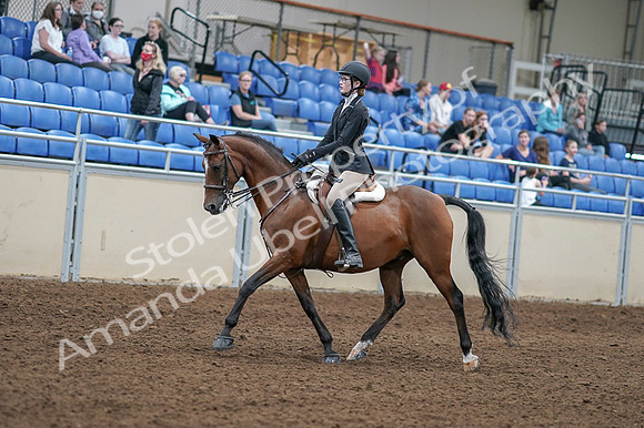 2020 - AB Morgan Horse - Fri, Sept 04 - 05862