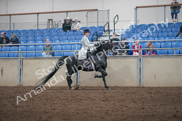 2019 Morgan Horse Show - Aug 31, 2019 - 09616
