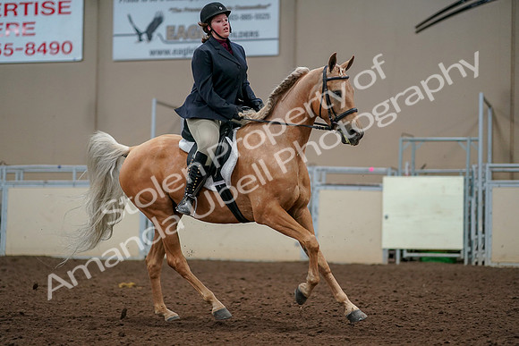 2019 Morgan Horse Show - Aug 30, 2019 - 22535