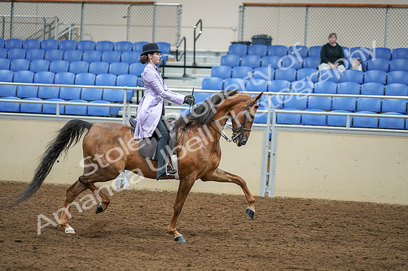 2020 - AB Morgan Horse - Fri, Sept 04 - 05192