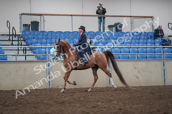 2019 Morgan Horse Show - Aug 31, 2019 - 08545
