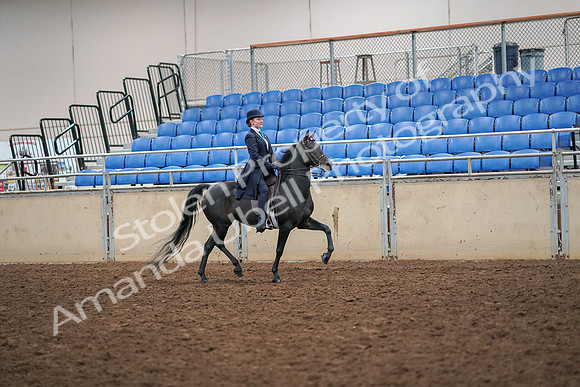 2019 Morgan Horse Show - Aug 30, 2019 - 12375